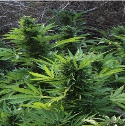 MAXI GOM AUTOMATIC · Grass O Matic Seeds · kenevir tohum · Disi · Auto Fem