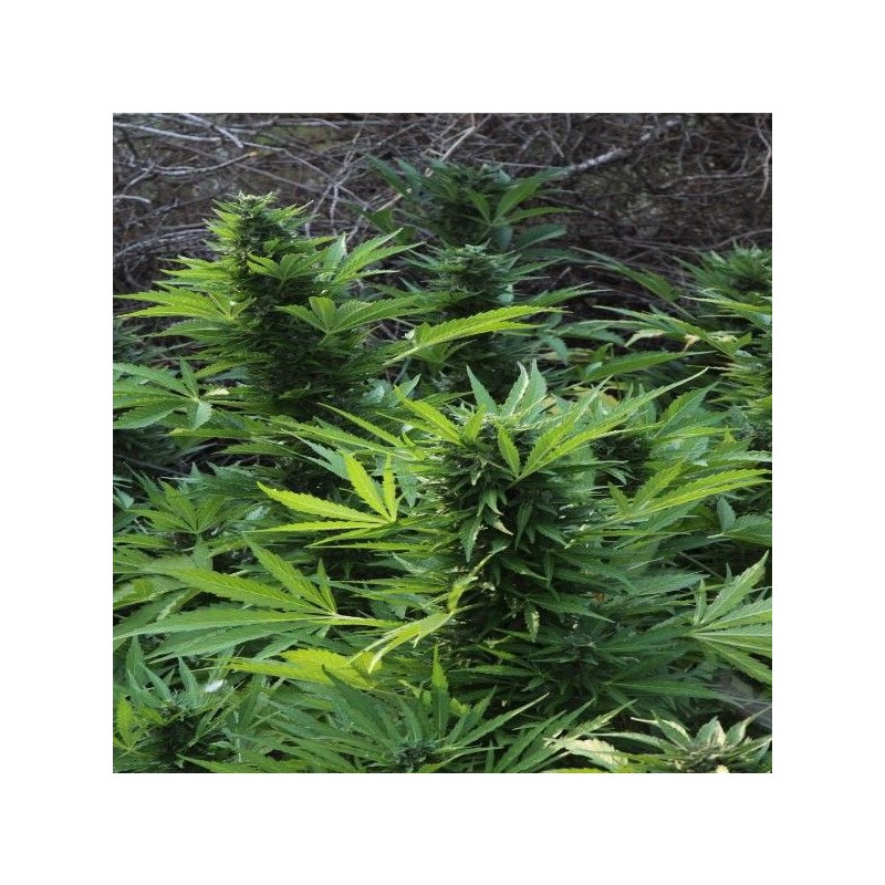 MAXI GOM AUTOMATIC · Grass O Matic Seeds · semi di canapa indiana · Auto Fem