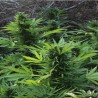 MAXI GOM AUTOMATIC · Grass O Matic Seeds · semi di canapa indiana · Auto Fem