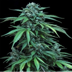 MAXI HAZE · Grass O Matic Seeds · kenevir tohum · Disi · Auto Fem