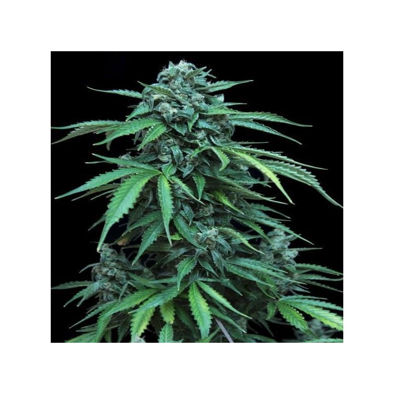 MAXI HAZE · Grass O Matic Seeds · cannabis seeds · Auto Fem
