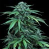 MAXI HAZE · Grass O Matic Seeds · cannabis seeds · Auto Fem