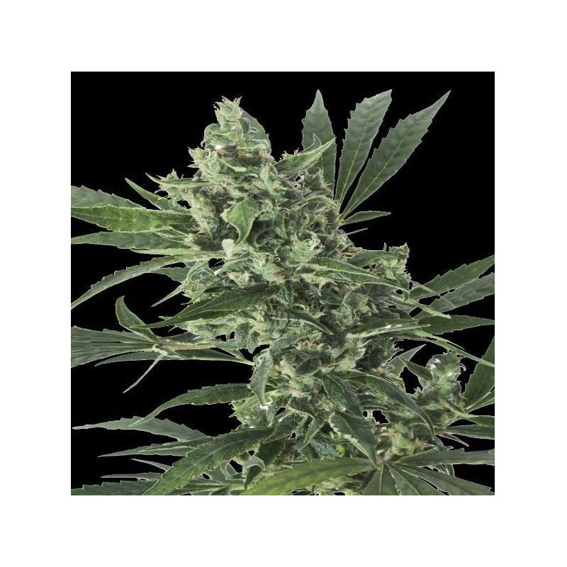 MED GOM 1.0 AUTO · Grass O Matic Seeds · cannabis seeds · Auto Fem