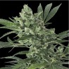 MED GOM 1.0 AUTO · Grass O Matic Seeds · semi di canapa · Auto Fem