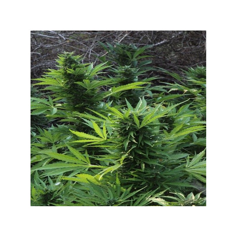 MIX GOM · Grass O Matic Seeds · semi di canapa · Auto Fem