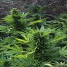 MIX GOM · Grass O Matic Seeds · semi di canapa · Auto Fem