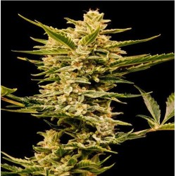 AUTO HAZE GOM · Grass O Matic Seeds · kenevir tohum · Disi · Auto Fem