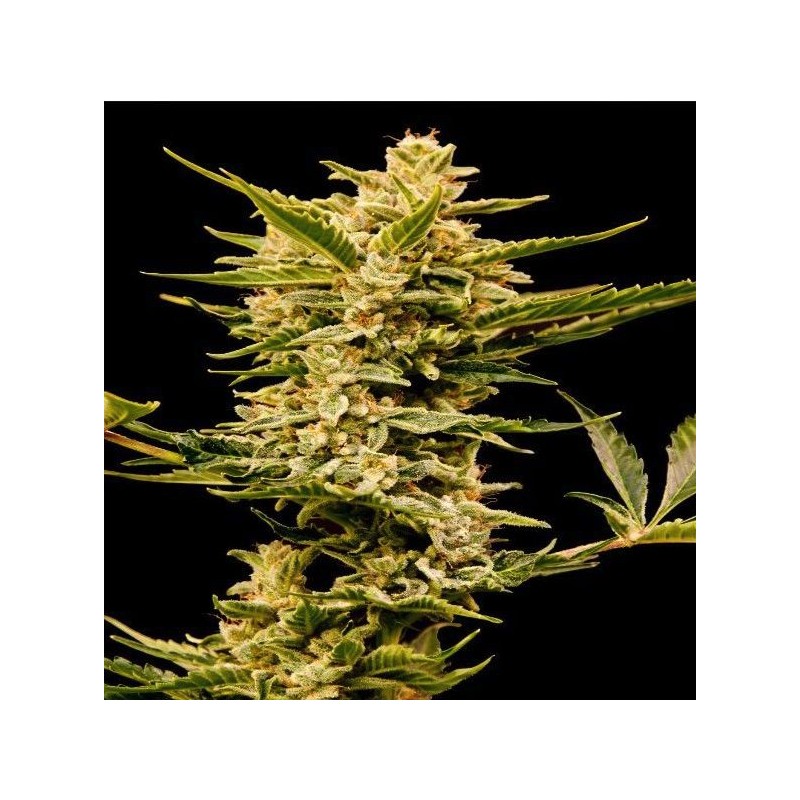 AUTO HAZE GOM · Grass O Matic Seeds · semi di canapa indiana · Auto Fem