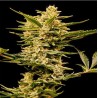 AUTO HAZE GOM · Grass O Matic Seeds · semi di canapa indiana · Auto Fem