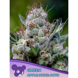 GREEN APPLE JUICE AUTO · Anesia Seeds · sementes de maconha · Auto Fem