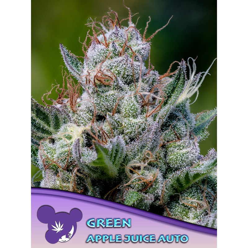 GREEN APPLE JUICE AUTO · Anesia Seeds · sementes de maconha · Auto Fem