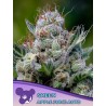 GREEN APPLE JUICE AUTO · Anesia Seeds · semi di canapa · Auto Fem