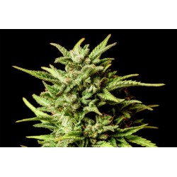 AFRODITE · Kannabia Seed Company · semi di canapa indiana · Fem