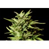 AFRODITE · Kannabia Seed Company · semi di canapa indiana · Fem