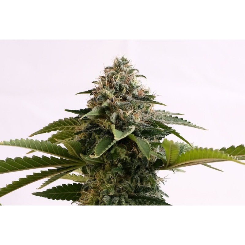 AMNESIA DREAM XL AUTO · Kannabia Seed Company · kaufen cannabis samen · AutoFem