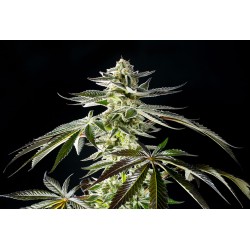 APPLE & BANANAS · Kannabia Seed Company · semi di canapa · Fem