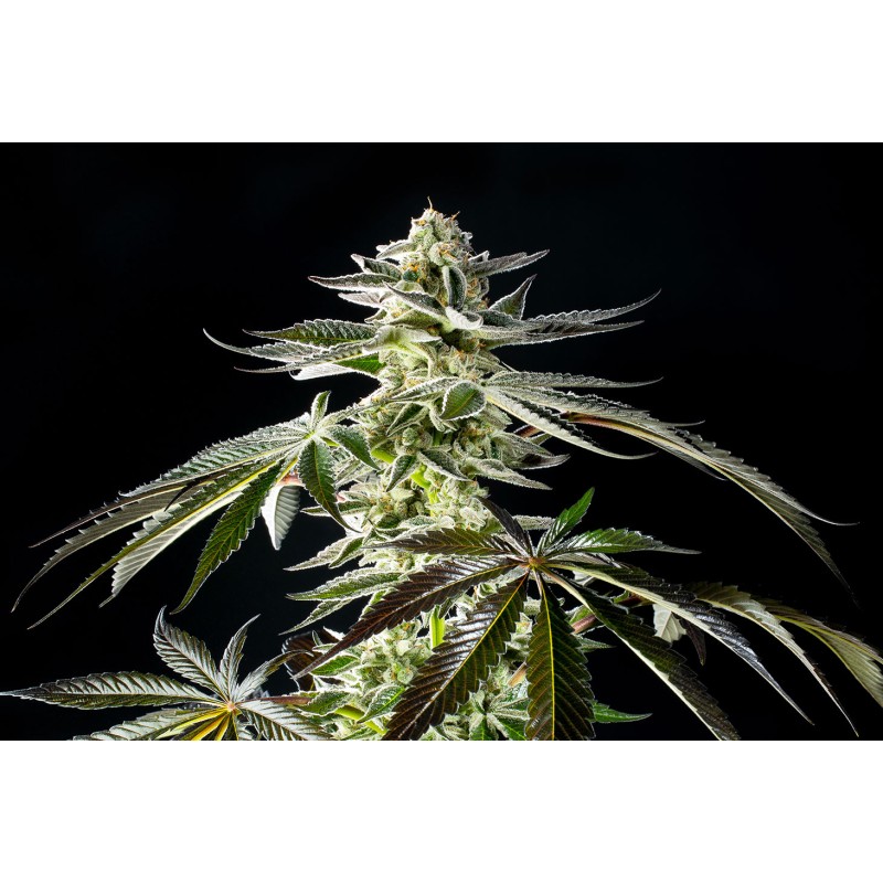 APPLE & BANANAS · Kannabia Seed Company · semi di canapa · Fem