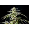APPLE & BANANAS · Kannabia Seed Company · sementes de maconha · Fem