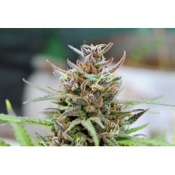 BABY BOOM AUTO · Kannabia Seed Company · cannabis seeds · AutoFem