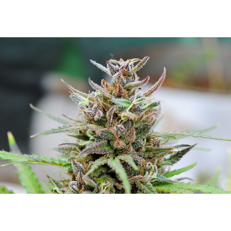 BABY BOOM AUTO · Kannabia Seed Company · cannabis samen · AutoFem