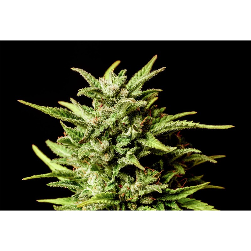 BREAK UP CAKE AUTO · Kannabia Seed Company · kaufen cannabis samen · AutoFem