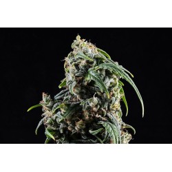 CBDV AUTO · Kannabia Seed Company · cannabis seeds · AutoFem