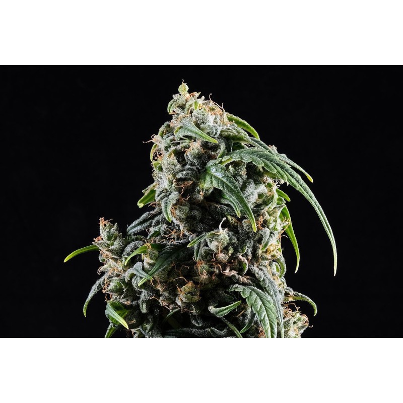 CBDV AUTO · Kannabia Seed Company · cannabis seeds · AutoFem