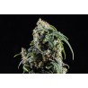 CBDV AUTO · Kannabia Seed Company · cannabis seeds · AutoFem