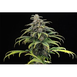 CBG AUTO · Kannabia Seed Company · cannabis seeds · AutoFem