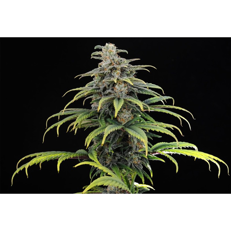 CBG AUTO · Kannabia Seed Company · sementes de maconha · AutoFem