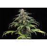 CBG AUTO · Kannabia Seed Company · cannabis seeds · AutoFem