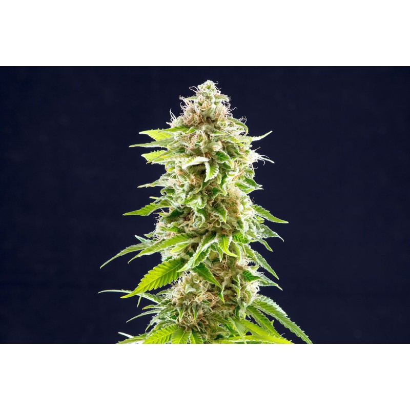 COOKIES HAZE · Kannabia Seed Company · cannabis samen · Fem