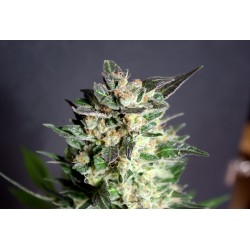 DIESEL GLUE · Kannabia Seed Company · cannabis seeds · Fem