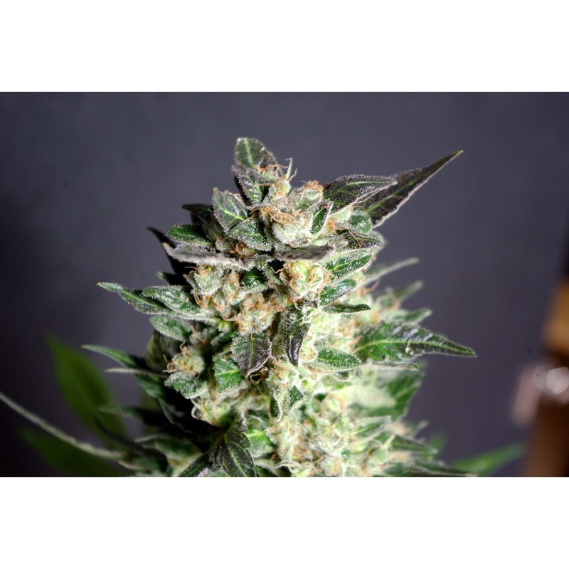 DIESEL GLUE · Kannabia Seed Company · semi di canapa · Fem