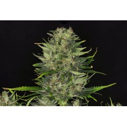 DOSIDOS AUTO · Kannabia Seed Company · cannabis seeds · AutoFem