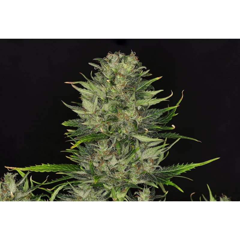 DOSIDOS AUTO · Kannabia Seed Company · cannabis seeds · AutoFem
