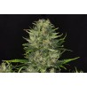 DOSIDOS AUTO · Kannabia Seed Company · cannabis seeds · AutoFem