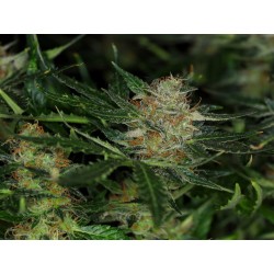 DREAM SHERBET AUTO · Kannabia Seed Company · cannabis seeds · AutoFem