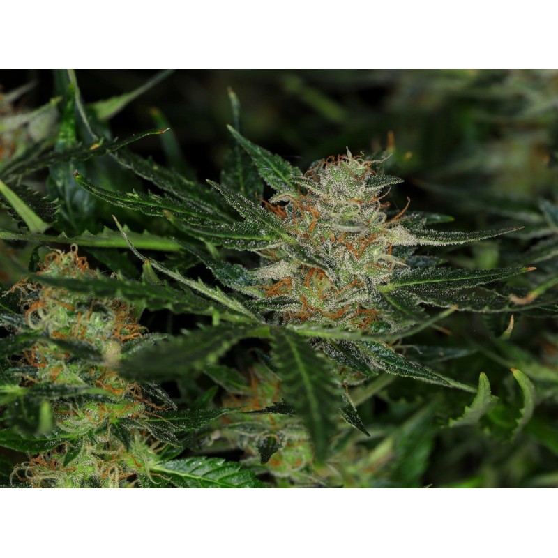 DREAM SHERBET AUTO · Kannabia Seed Company · kaufen cannabis samen · AutoFem