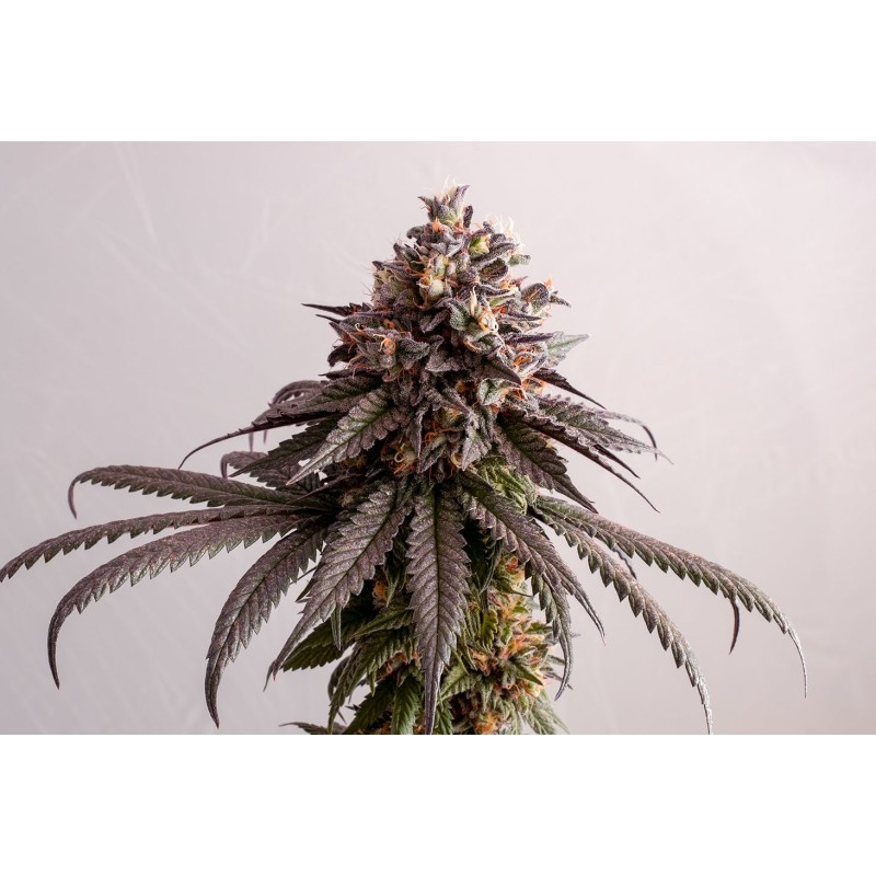 GELATO-K · Kannabia Seed Company · kenevir tohum · Disi · Fem