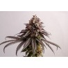 GELATO-K · Kannabia Seed Company · cannabis seeds · Fem