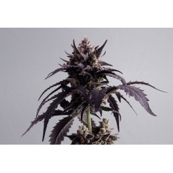 GINGER PUNCH AUTO · Kannabia Seed Company · cannabis seeds· AutoFem