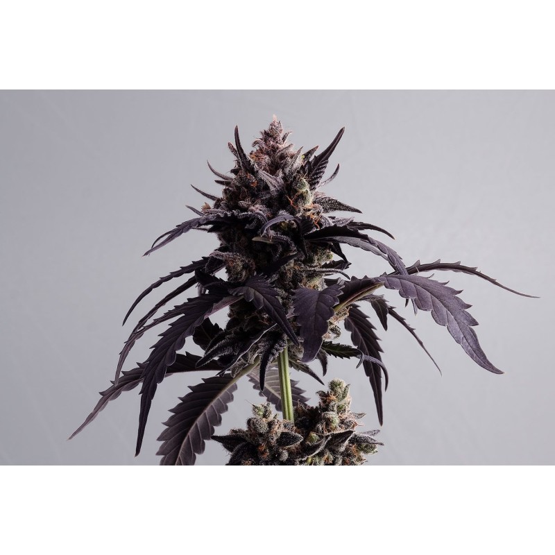 GINGER PUNCH AUTO · Kannabia Seed Company · sementes de maconha · AutoFem