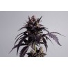 GINGER PUNCH AUTO · Kannabia Seed Company · cannabis seeds· AutoFem