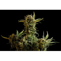 GNOMO AUTO · Kannabia Seed Company · cannabis seeds · AutoFem