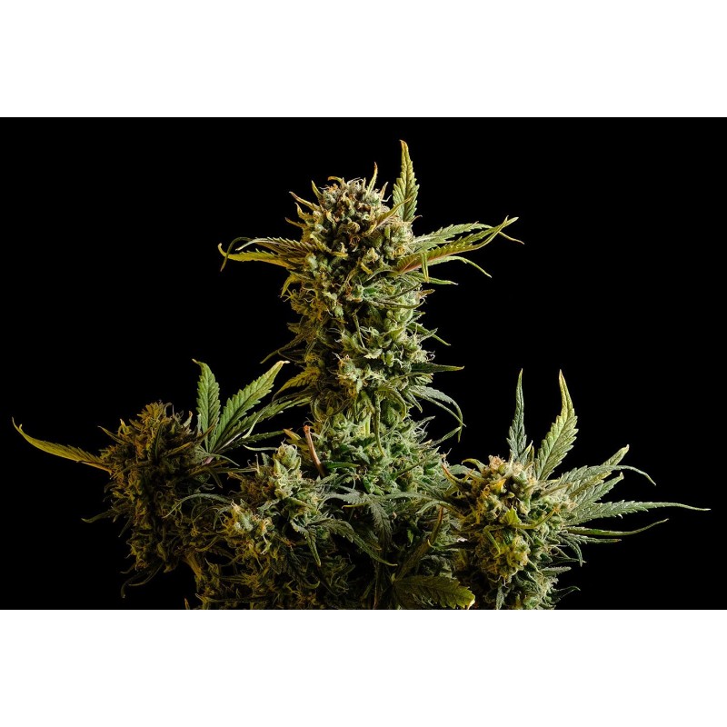 GNOMO AUTO · Kannabia Seed Company · sementes de maconha · AutoFem