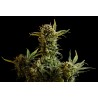 GNOMO AUTO · Kannabia Seed Company · cannabis samen · AutoFem