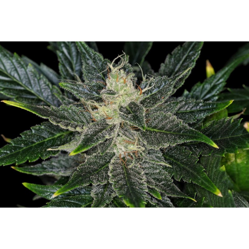 GORILLA KING AUTO · Kannabia Seed Company · cannabis seeds · AutoFem