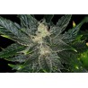 GORILLA KING AUTO · Kannabia Seed Company · cannabis seeds · AutoFem