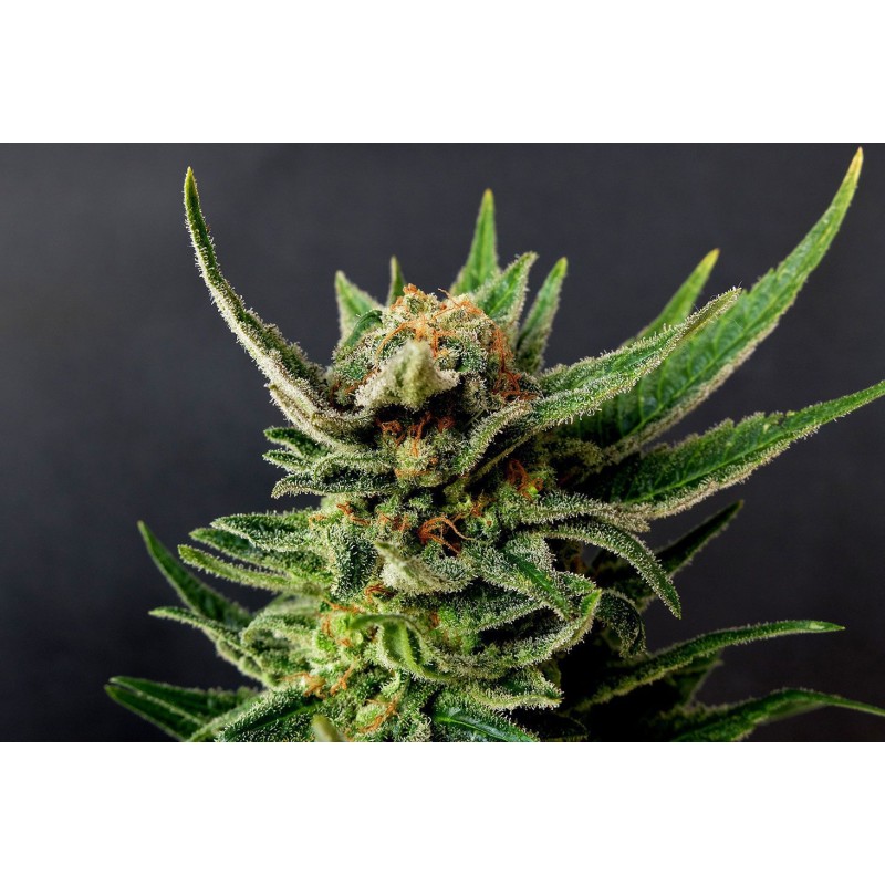 GYPSY KUSH · Kannabia Seed Company · semi di canapa · Fem
